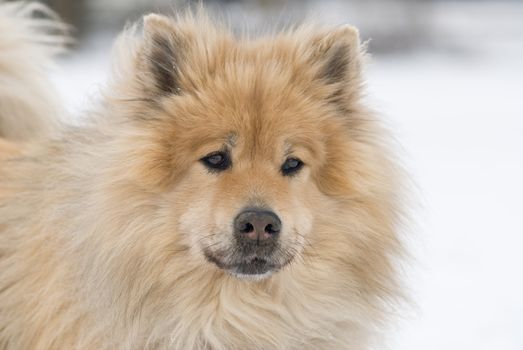 a worried looking brown eurasier dog looking right into the camera in a snowy landscape