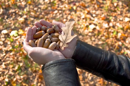 Female hands holding a handful of acorns on the background of the fallen yellow leaves.