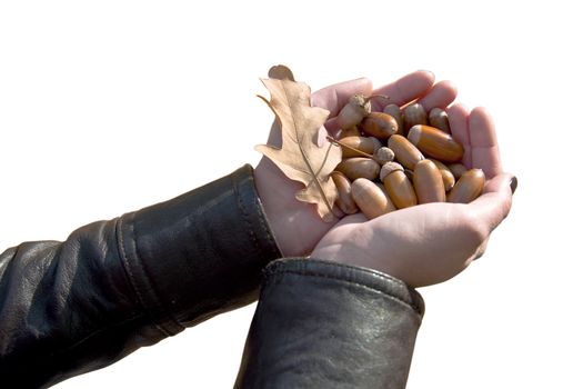 Female hands holding a handful of acorns on white background. Isolation