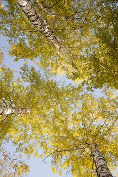 The tops of autumn birch trees against the sky