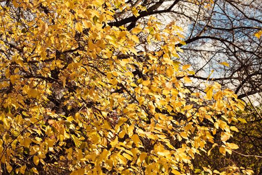 Autumn colorful leaves, natural backdrop for any purpose