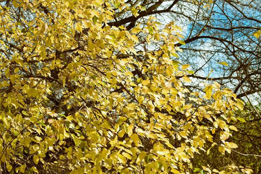 Autumn colorful leaves, natural backdrop for any purpose