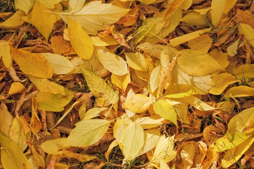 Autumn colorful leaves, natural backdrop for any purpose