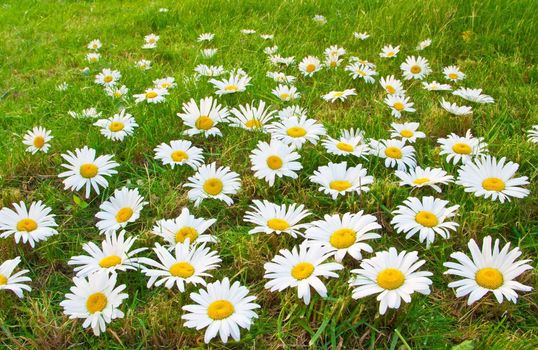 Daisies in a meadow. Concept of purity and nature