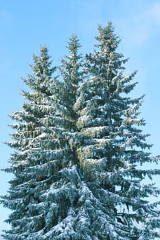 Christmas tree covered in snow
