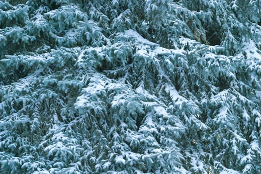 Christmas tree covered in snow