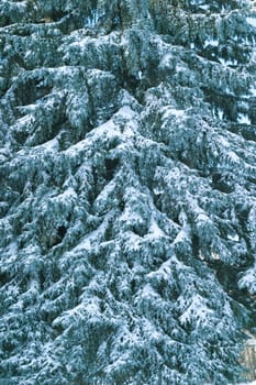 Christmas tree covered in snow