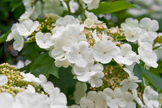 Blooming viburnum filmed close-ups. Spring mood