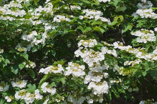 Blooming viburnum filmed close-ups. Spring mood