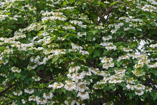 Blooming viburnum filmed close-ups. Spring mood
