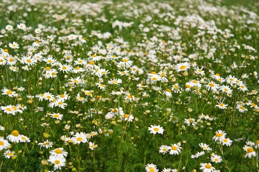 Field of daisies, the concept of nature, purity and prosperity