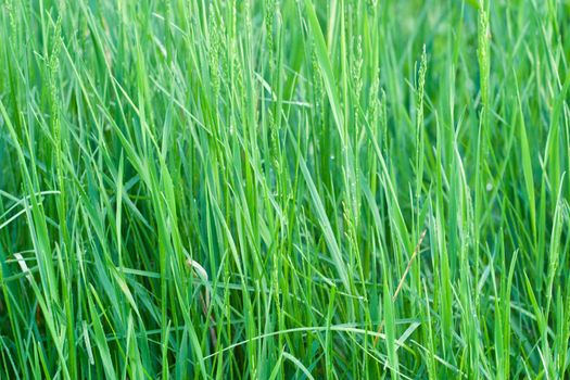 Blades of grass with dew. Concept of purity and nature