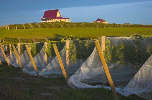 Vineyard with vines covered with bird-protective net and winery buildings on the background.