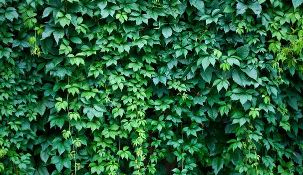 Green wall background. A lot of leaves.