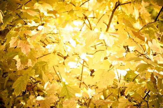 Autumn colorful leaves, natural backdrop for any purpose