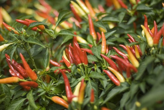 ripe and ripening red thai chilli peppers