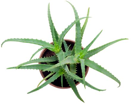  Aloe view from above isolated on white background