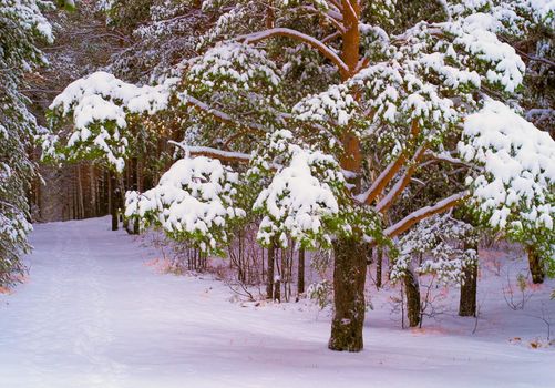 Winter landscape: pine forest after a snowfall