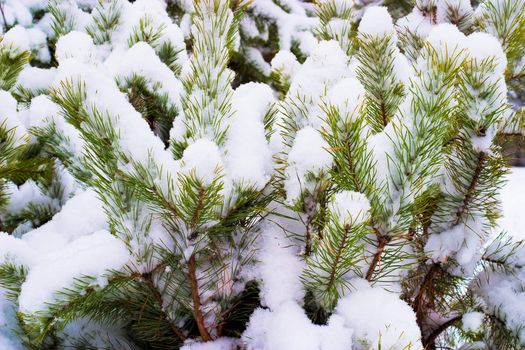 Snowy pine branch