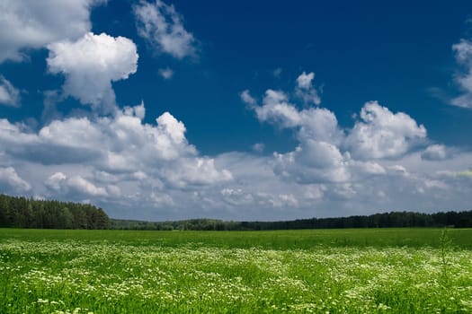 Summer landscape: green meadows and woods far away