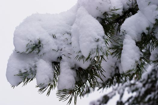 Pine trees with snow