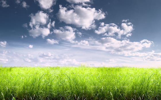 Bright sunny summer meadow with high grass against the sky with clouds
