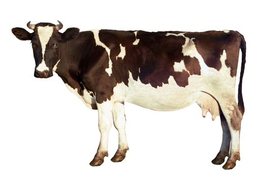 Dairy cow, spotted color, looks at the camera, isolated on a white background. Side view. The fine details of the image preserved: down on the ears and tail, also whiskers