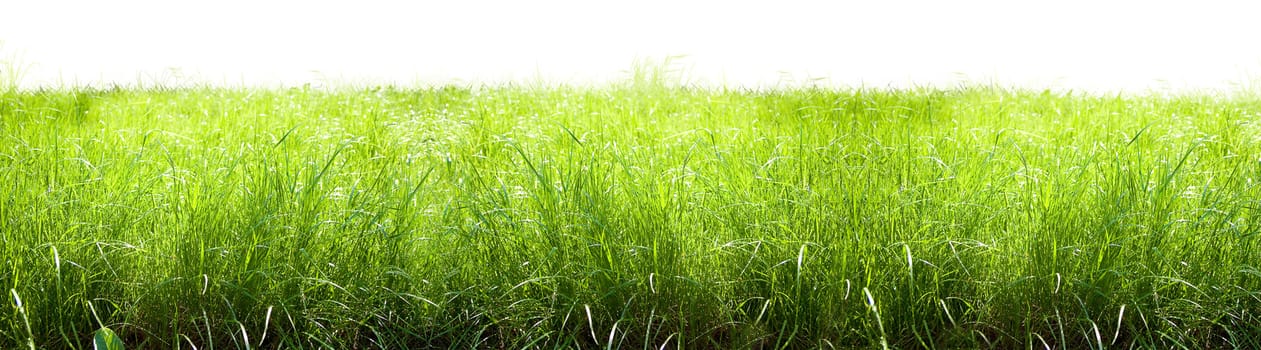 Bright sunny summer meadow with high grass 