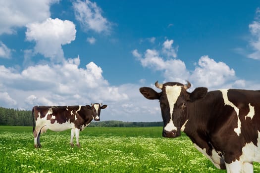 Dairy cows on a green meadow.