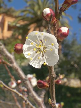 some branches of a flowered apricot tree