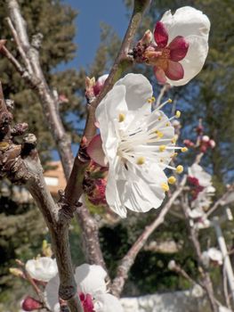 some branches of a flowered apricot tree