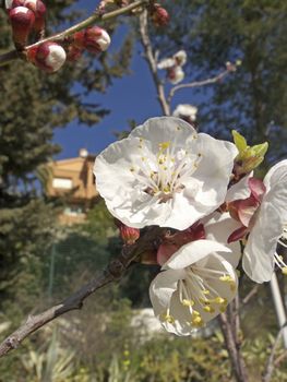 some branches of a flowered apricot tree