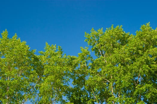 Young leaves of poplar against the morning sky. Taken with a polarizing filter, a week after the appearance of leaves. Removed the artifacts from the sky, minimal additional processing.