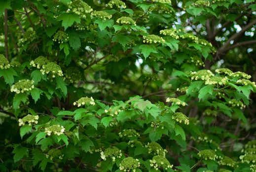 Thickets of flowering viburnum. The photo was taken in May, during flowering. Cloudy dispersion soft lighting allowed to transfer a wide range tones.
