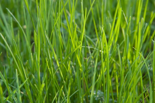 Fresh sprouts of grass. Rear evening (sunset) solar lighting.