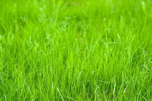 Fresh sprouts of grass. Taken on an overcast day, resulting in uniform illumination of the scene and a wide range of tones.