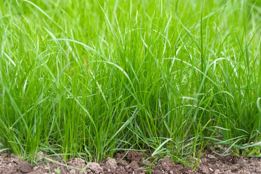 Fresh sprouts of grass. View of the whole stalk of grass and soil. Side view and low point shooting.
