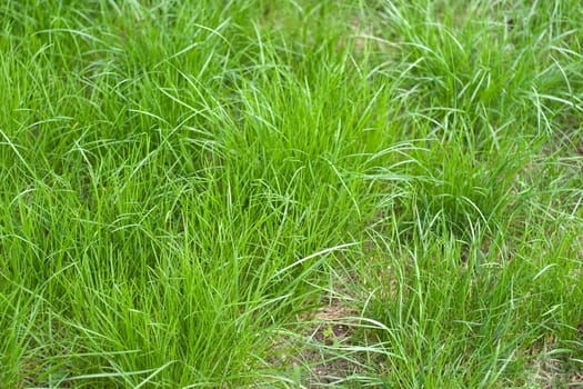 Fresh sprouts of grass. Clearly visible bushes grass. Fragment of uncut grass, top view.