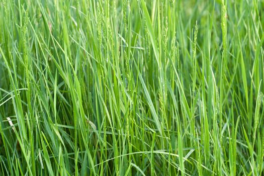 Stems young grass of the field. Soft side sunset lighting