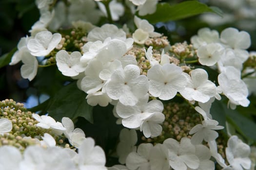 White flowers blooming viburnum. Soft lighting provides a wide range of tones. Large aperture (F / 9) gives a greater depth of field