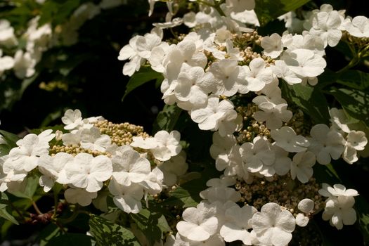 White flowers blooming viburnum