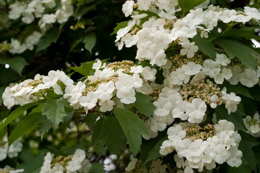 White flowers blooming viburnum