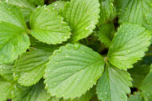 Strawberry leaves with drops of water. View from above