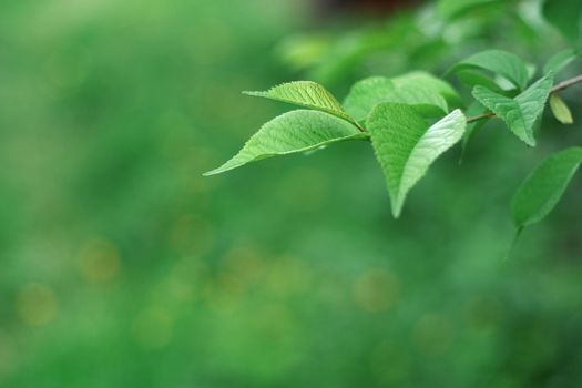 Green leaves of a tree on a green background, the background is blurred