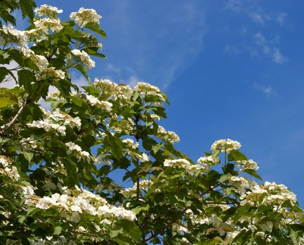 Spring mood. Viburnum blossoms against the blue sky. Taken with the polarization filter, processing minimum, a single exposure, without masks, and a separate editing