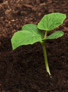 Young shoot of cucumber. After 10 days after planting seed, you will see this