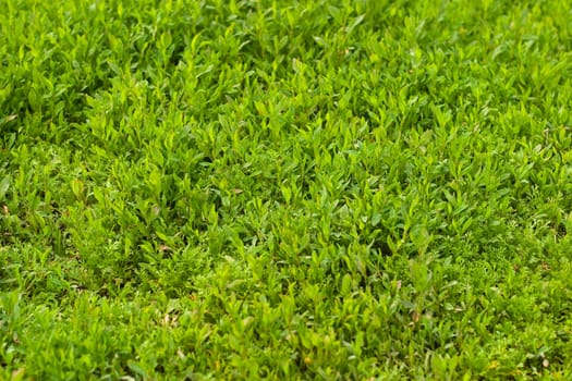Green grass. The texture of the usual wild grasses