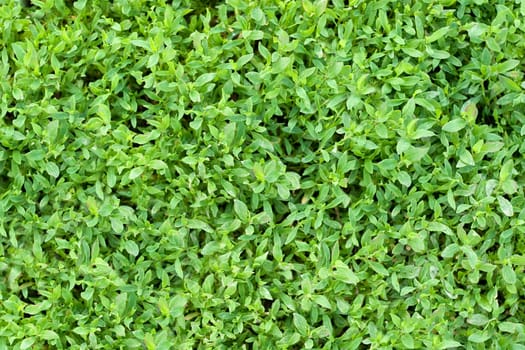 Green grass. The texture of the usual wild grasses