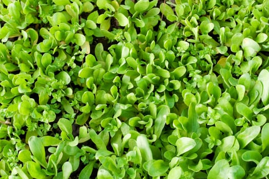 Green vegetation. Image of young shoots. Side sunlight for a division of shadows and highlights