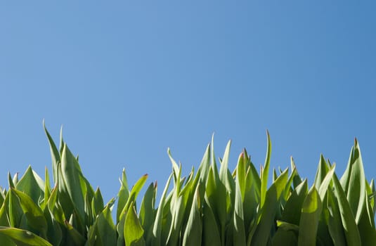 Green grass and blue sky. Natural concept. Taken in clear weather in the side, sunlight, natural high contrast. Natural grass. We used a polarizing filter. No post processing and assembly